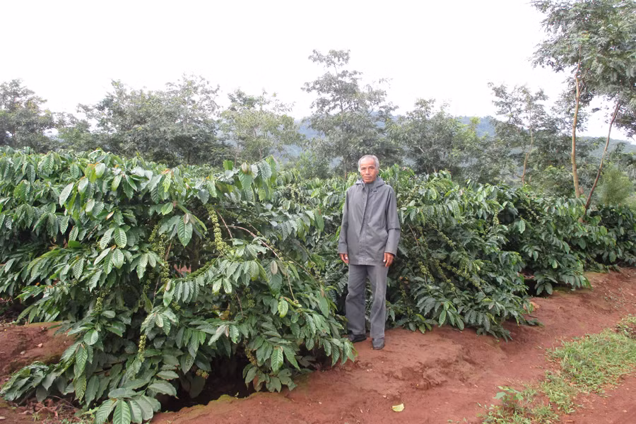 Ông Khê (làng Ia Hlũ, xã Nghĩa Hưng) bên vườn cà phê tái canh. Ảnh. Đ.Y