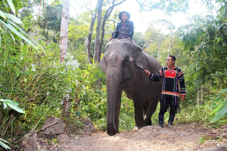 Nàng voi Yã Tâu được ông Ksor Chăm xem như một thành viên trong gia đình. Nàng voi Yã Tâu được ông Ksor Chăm xem như một thành viên trong gia đình.