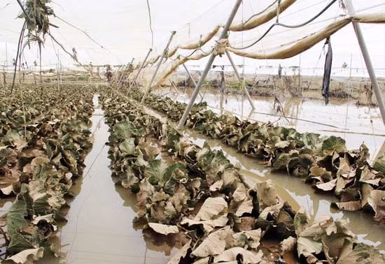 Hiện tại một số khu vực trồng rau màu trong huyện Đơn Dương vẫn bị ngập nước.