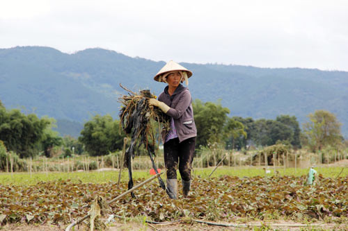 Người dân dọn dẹp rác trên những vườn rau để tái sản xuất. Người dân dọn dẹp rác trên những vườn rau để tái sản xuất.