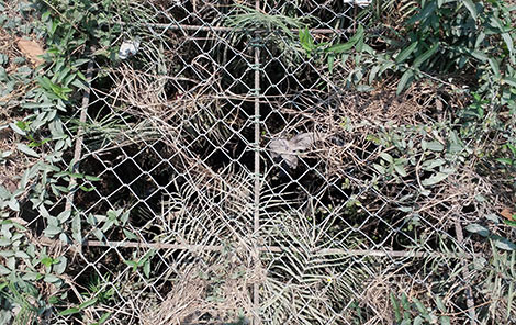 Dưới đáy giếng cổ ở thôn Xuân An có một khối gỗ không mục nát, hư hỏng dù ngâm trong nước nhiều thế kỷ. Dưới đáy giếng cổ ở thôn Xuân An có một khối gỗ không mục nát, hư hỏng dù ngâm trong nước nhiều thế kỷ.