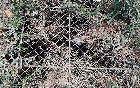 Dưới đáy giếng cổ ở thôn Xuân An có một khối gỗ không mục nát, hư hỏng dù ngâm trong nước nhiều thế kỷ. Dưới đáy giếng cổ ở thôn Xuân An có một khối gỗ không mục nát, hư hỏng dù ngâm trong nước nhiều thế kỷ.