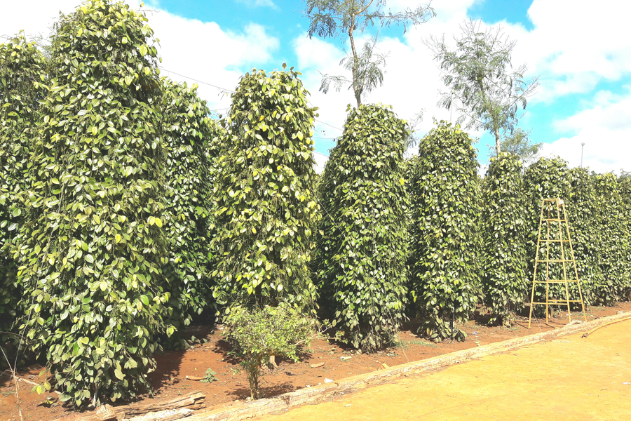 Vườn tiêu xanh mướt của anh. Ảnh: Đỗ Hằng