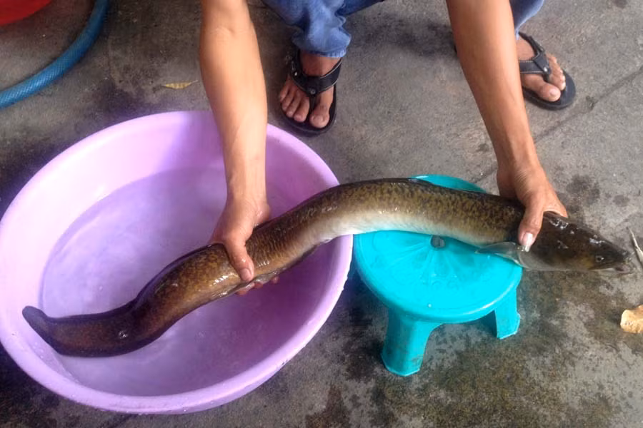 99noi niem2-Cá chình được xem là loài thủy quái bởi sự hung dữ cũng như sức mạnh của mình