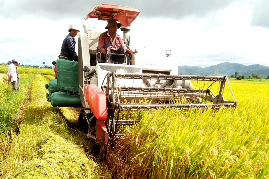 Đưa cơ giới vào khâu thu hoạch. Ảnh: Q.T Đưa cơ giới vào khâu thu hoạch đang được nông dân chú trọng. Ảnh: Q.T