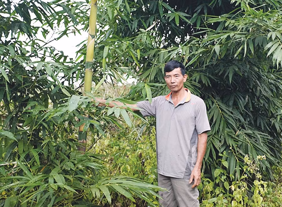  Giống siêu măng có nguồn gốc từ Đài Loan cho thu hoạch chỉ sau 1 năm. Ảnh: N.B