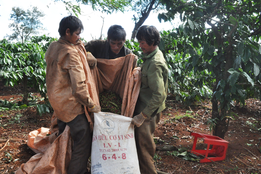 Nắng hạn kéo dài khiến năng suất cà phê giảm trầm trọng. Ảnh: V.N