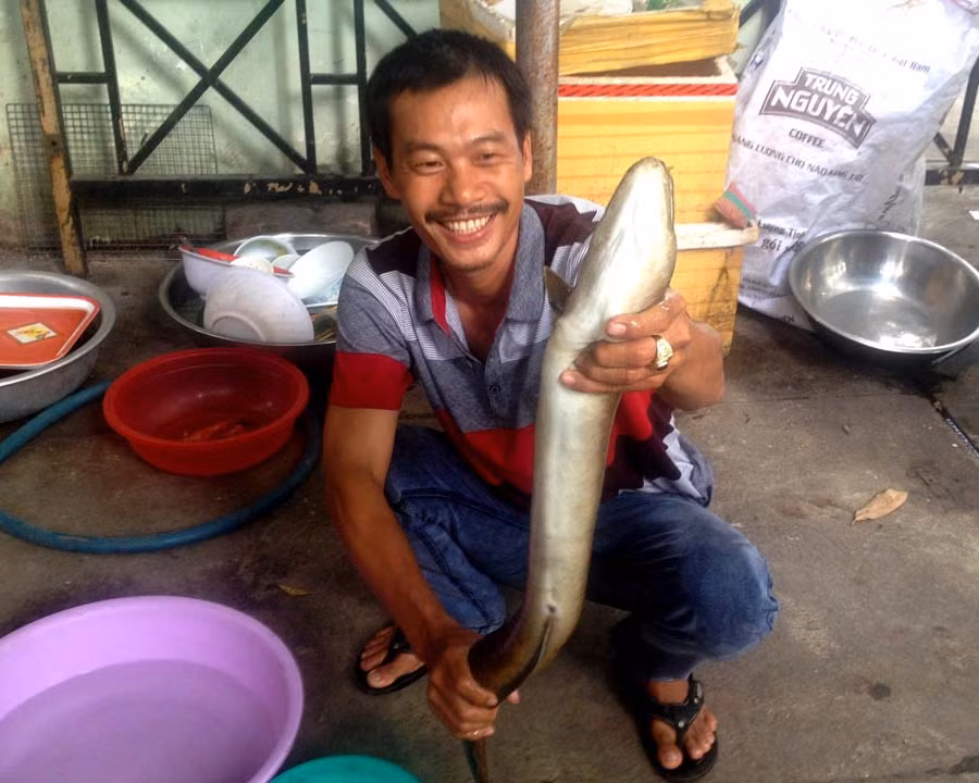  Cá chình sông hiện là đặc sản trong các nhà hàng hạng sang. Ảnh: V.N