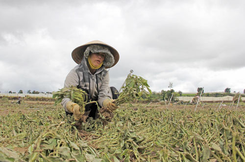 Chị Bùi Thị Thu Tâm (thôn Tân Lập, xã Lạc Lâm) nhổ bỏ số rau bị mất trắng, sau đợt lũ vừa qua gia đình chị bị thiệt hại hơn 100 triệu đồng. Chị Bùi Thị Thu Tâm (thôn Tân Lập, xã Lạc Lâm) nhổ bỏ số rau bị mất trắng, sau đợt lũ vừa qua gia đình chị bị thiệt hại hơn 100 triệu đồng.