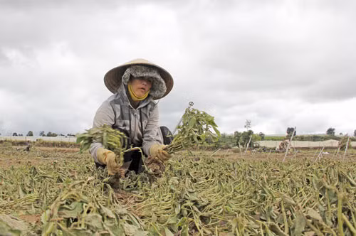 Chị Bùi Thị Thu Tâm (thôn Tân Lập, xã Lạc Lâm) nhổ bỏ số rau bị mất trắng, sau đợt lũ vừa qua gia đình chị bị thiệt hại hơn 100 triệu đồng. 