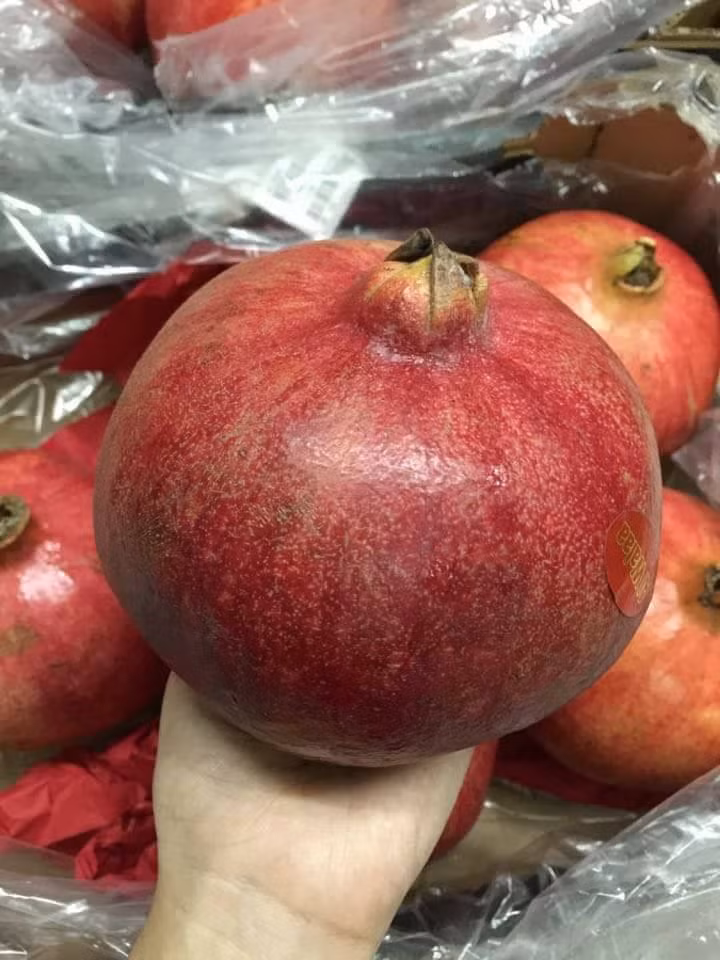 Loại Ai Cập được dân Hà Nội gọi là lựu khổng lồ bởi quả to nặng tới gần 1kg.