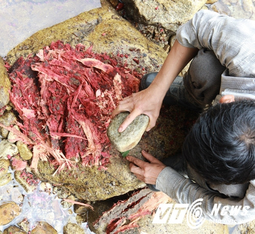 Giã vỏ cây lấy nhựa để cá say. Giã vỏ cây lấy nhựa để cá say.