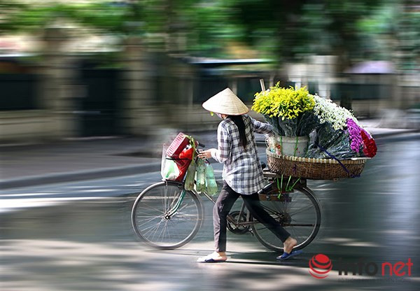 Những xe hoa cúc hoạ mi khiến đường phố Hà Nội dịu dàng hơn dưới ánh nắng cuối Thu.