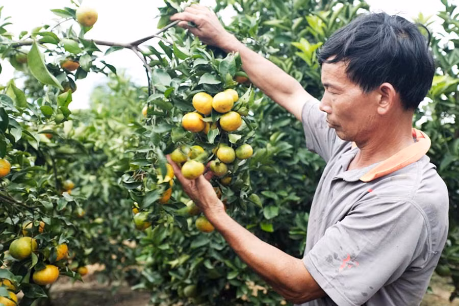  Ông Đô bên vườn cam chín. Ảnh: H.N