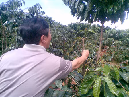 Hàng loạt vườn cà phê bị cắt cành đến trơ thân, cà phê ở sân bị xúc trộm, còn kho trữ cũng bị cướp trống lốc…