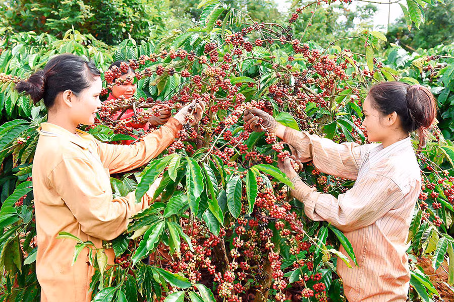 Thu hoạch cà phê. Ảnh: ĐỨC THỤY