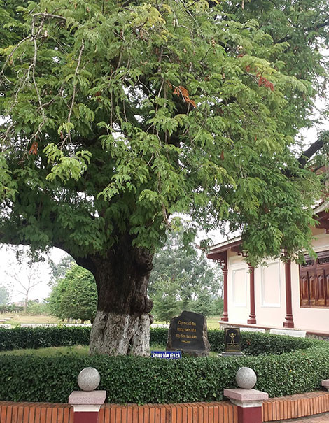 Cây me nằm bên cạnh giếng nước ở Bảo tàng Quang Trung. Cây me nằm bên cạnh giếng nước ở Bảo tàng Quang Trung.