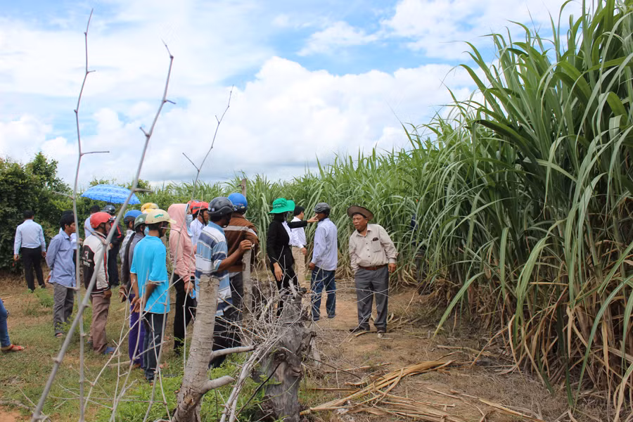 Nông dân tham quan cánh đồng mía lớn. Ảnh: N.D