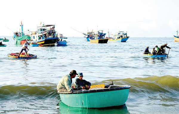 Thuyền thúng chuyển cá cơm vào bờ Thuyền thúng chuyển cá cơm vào bờ