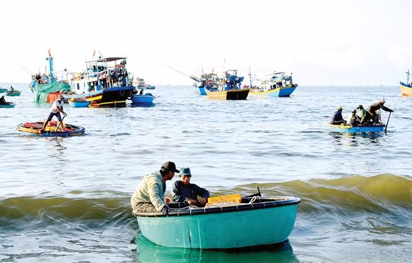 Thuyền thúng chuyển cá cơm vào bờ