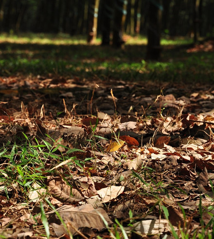 Cao su rụng lá xuống nền đất đỏ, tự phân hủy theo những cơn mưa rồi tự bón mình cho đất, cho cây cao su. Cao su rụng lá xuống nền đất đỏ, tự phân hủy theo những cơn mưa rồi tự bón mình cho đất, cho cây cao su.