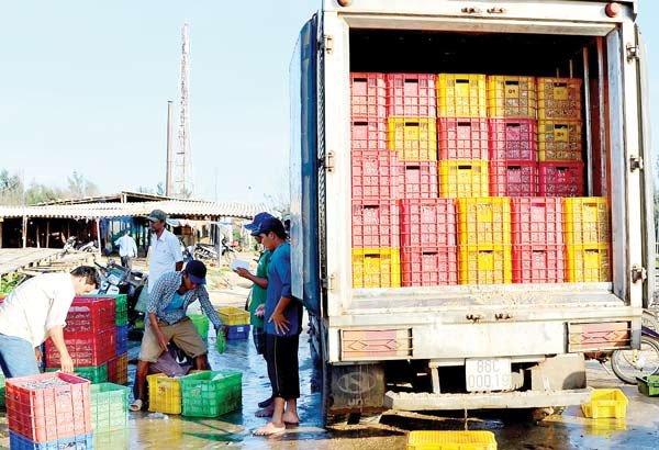 Đưa cá cơm về cơ sở chế biến nước mắm 6