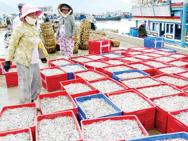 Vào mùa, các cảng cá chuyên cá cơm tại Ninh Thuận bội thu 4