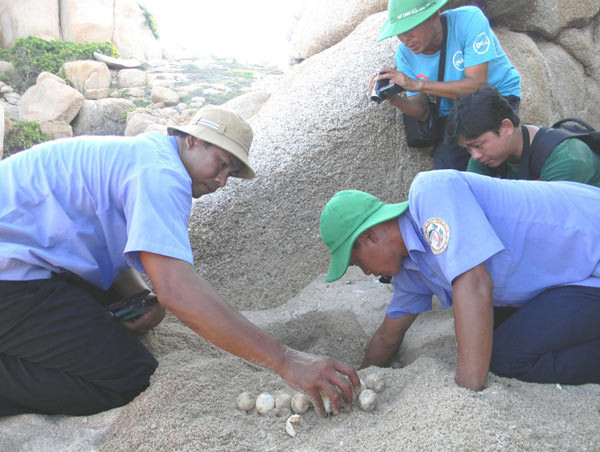 Những quả trứng rùa, thành quả của các “bà đỡ” sau một đêm trắng canh rùa đẻ a