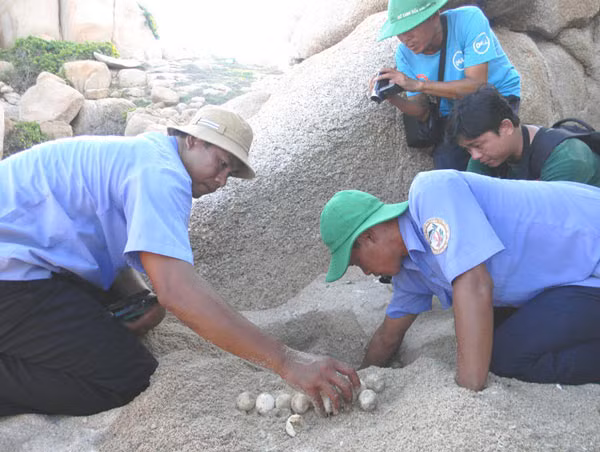 Những quả trứng rùa, thành quả của các “bà đỡ” sau một đêm trắng canh rùa đẻ a