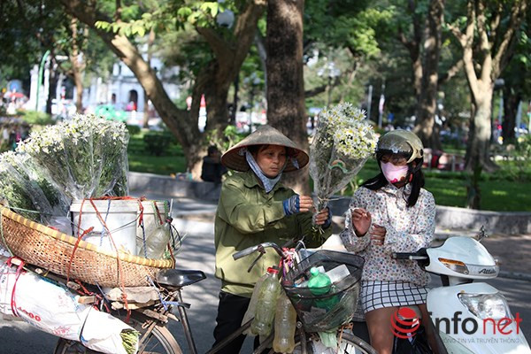 Ngoài ra, cúc hoạ mi như báo hiệu của mùa đông bởi mỗi khi cúc họa mi bung nở thì cũng có nghĩa là mùa đông đã chính thức bắt đầu và những trận gió mùa lạnh buốt sẽ ùa đến một vài ngày sau đó.