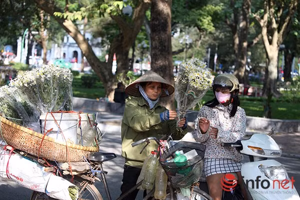 Ngoài ra, cúc hoạ mi như báo hiệu của mùa đông bởi mỗi khi cúc họa mi bung nở thì cũng có nghĩa là mùa đông đã chính thức bắt đầu và những trận gió mùa lạnh buốt sẽ ùa đến một vài ngày sau đó.