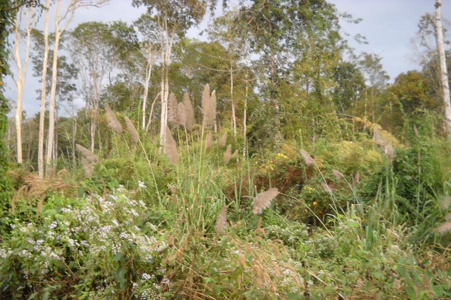 Công tác phát triển tài nguyên rừng ngày càng được quan tâm chú trọng. Ảnh: T.N Công tác phát triển tài nguyên rừng ngày càng được quan tâm chú trọng. Ảnh: T.N