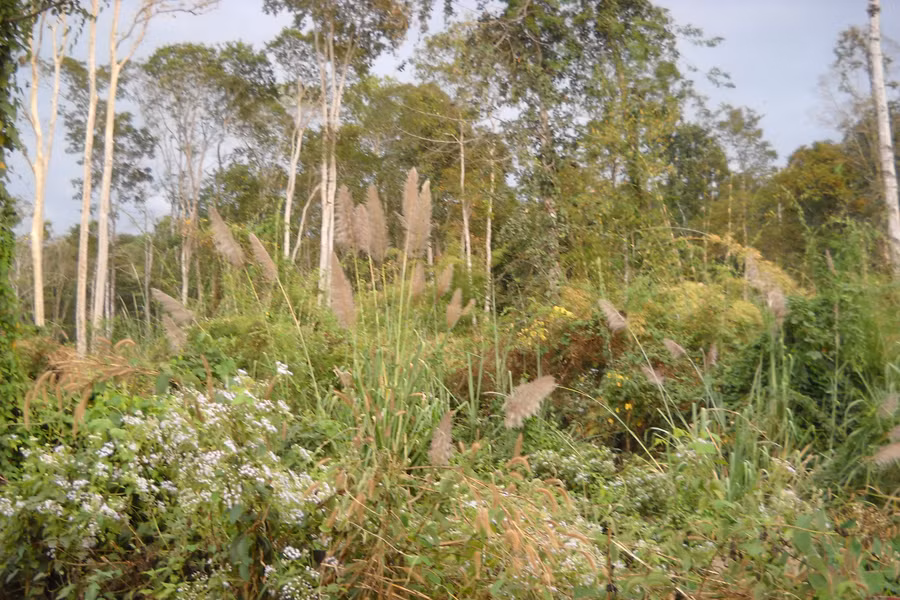 Công tác phát triển tài nguyên rừng ngày càng được quan tâm chú trọng. Ảnh: T.N