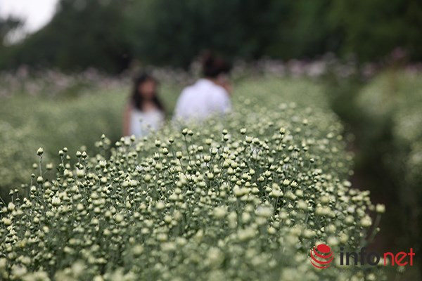 … Chính vì vậy, cứ vào mùa này, các vườn cúc hoạ mi lại nhộn nhịp người đến mua, bán, chụp ảnh hay đơn giản chỉ để tận hưởng không khí trong lành.