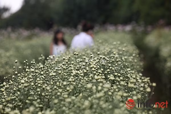 … Chính vì vậy, cứ vào mùa này, các vườn cúc hoạ mi lại nhộn nhịp người đến mua, bán, chụp ảnh hay đơn giản chỉ để tận hưởng không khí trong lành.