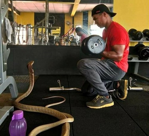 Warranan cho biết anh luôn chăm sóc con rắn một cách chu đáo và giành cho con rắn một tình yêu đích thực. Warranan cho biết anh luôn chăm sóc con rắn một cách chu đáo và giành cho con rắn một tình yêu đích thực.