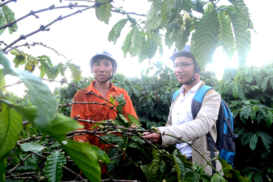 Cà phê của người dân thôn Tân Lập trồng tại thôn Blo bị trộm tuốt sạch khi trái vẫn còn xanh. Ảnh: Q.T Cà phê của người dân thôn Tân Lập trồng tại thôn Blo bị trộm tuốt sạch khi trái vẫn còn xanh. Ảnh: Q.T