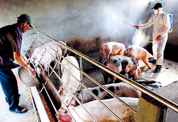 Phun thuốc khử trùng, tiêu độc khu vực chăn nuôi. Ảnh minh họa