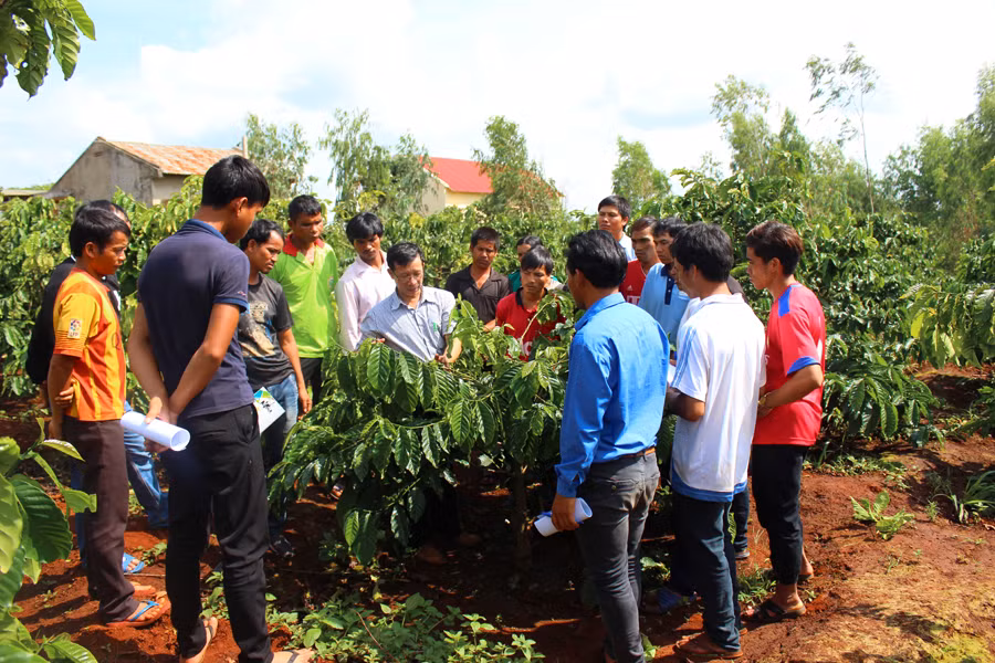 Cán bộ Phòng Nông nghiệp và PTNT huyện Đak Đoa hướng dẫn kỹ thuật chăm sóc cà phê. Ảnh: N.H