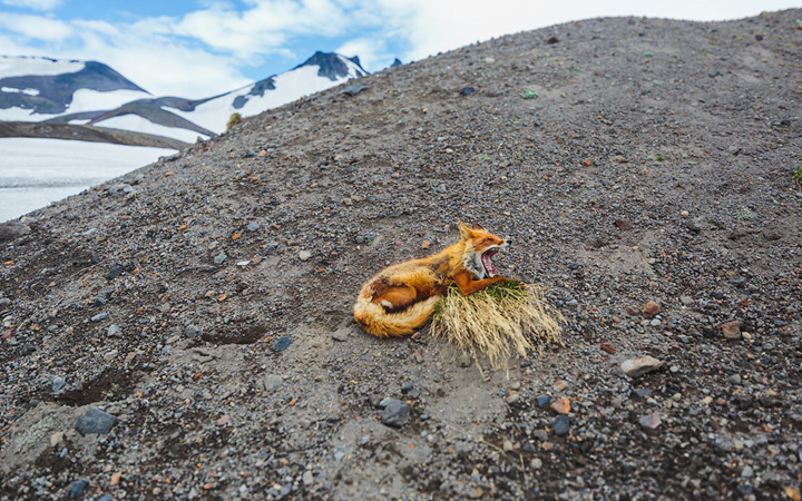 Ngắm những phút giây bình yên như thế nào, khó có thể tưởng tượng được đây là một trong những loài vật nguy hiểm trên hành tinh. (ảnh: Alexander Sidontsev/RBTH).
