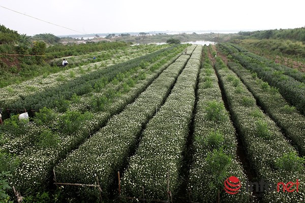 Những năm gần đây, cúc hoạ mi như một biểu tượng của mùa đông bởi loài hoa này nở mỗi khi chuyển mùa.