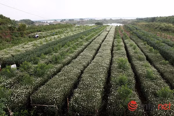 Những năm gần đây, cúc hoạ mi như một biểu tượng của mùa đông bởi loài hoa này nở mỗi khi chuyển mùa.