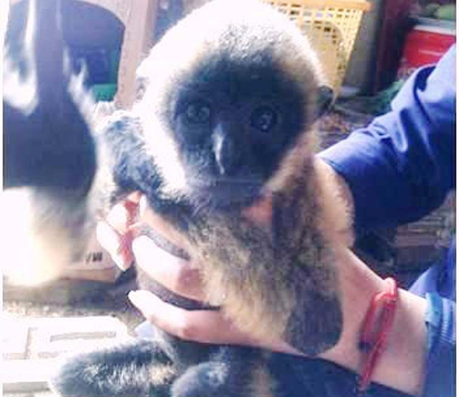 Cá thể vượn đen má vàng đã được bàn giao cho Vườn Quốc gia Cát Tiên. Ảnh: Hoài Trần Cá thể vượn đen má vàng đã được bàn giao cho Vườn Quốc gia Cát Tiên. Ảnh: Hoài Trần