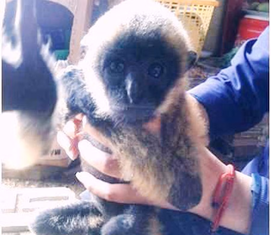 Cá thể vượn đen má vàng đã được bàn giao cho Vườn Quốc gia Cát Tiên. Ảnh: Hoài Trần