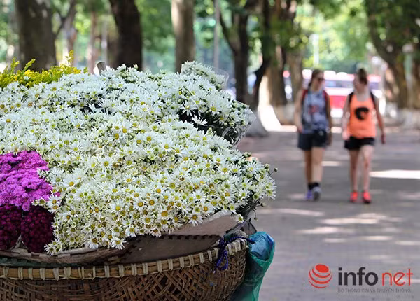 Do mùa hoa cúc hoạ mi rất ngắn nên khi vừa thoáng thấy những gánh hàng rong chở hoa bán trên phố, nhiều người dân lại háo hức đợi mua.