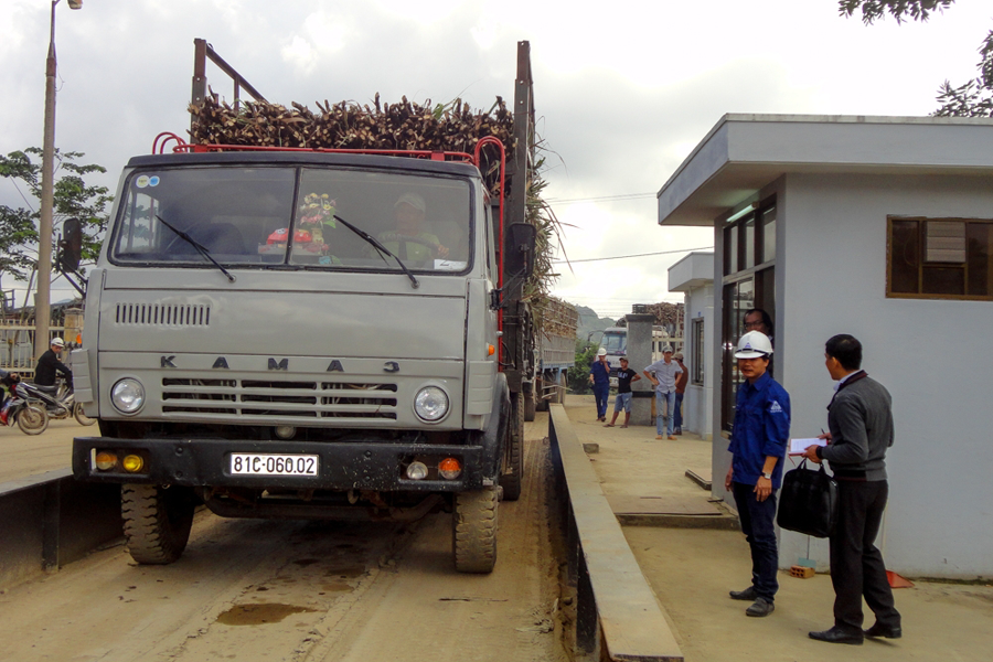 Xe vận chuyển mía về Nhà máy nếu vi phạm trọng tải quy định quá 3 lần sẽ không được tiếp nhận mía. Ảnh: H.T