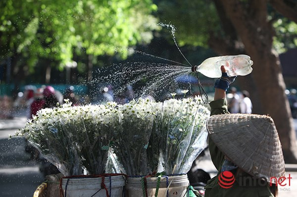 Cúc họa mi có tên tiếng Anh là Daisy, mỗi bông hoa thường khá nhỏ, cánh trắng, nhụy vàng, nở rộ vào dịp cuối tháng 11 hàng năm.
