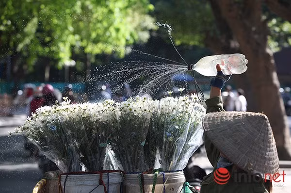Cúc họa mi có tên tiếng Anh là Daisy, mỗi bông hoa thường khá nhỏ, cánh trắng, nhụy vàng, nở rộ vào dịp cuối tháng 11 hàng năm.