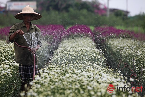 Mỗi mùa cúc hoạ mi chỉ kéo dài khoảng 2-3 tuần vào mỗi khi chuyển mùa từ Thu sang Đông...