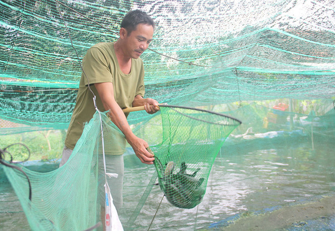 Ông Trần Khương thăm dò đàn cá lóc của gia đình mình Ông Trần Khương thăm dò đàn cá lóc của gia đình mình